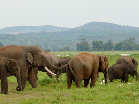 Minneriya National Park